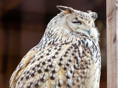 Bubo